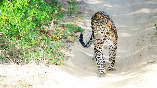 leopard is coming