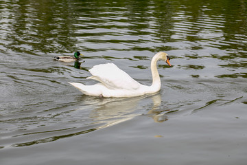 Fototapeta premium white swan swims on water with ducks