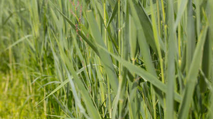 green high grass, close up
