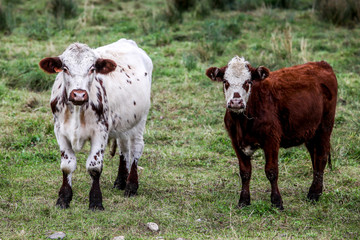 Two cows standing