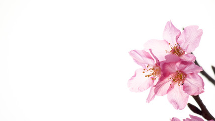 Obraz na płótnie Canvas Cherry blossoms