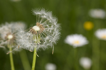 dandelion field, close up