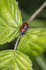 Coccinella septempunctata, two ladybirds are copulating on a leaf, top view