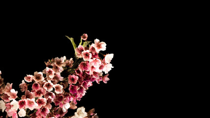 Cherry blossoms at night