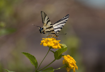 Fototapeta premium Scarce swallowtail butterfly