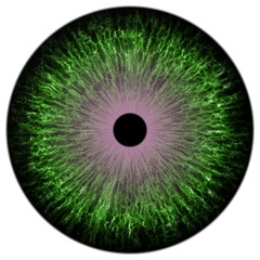 Green colorized eye texture with black pulpil and pink round around pulpil, isolated white background