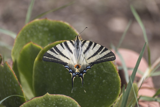 Scarce swallowtail  butterfly