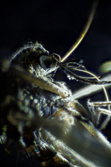 Microscopic image of mosquito, dark field technique, extreme close-up