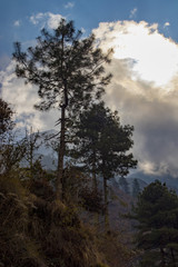 Trees on background of clouds