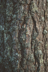 Obraz premium Tree in the woods