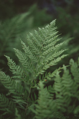 Green plant in the forest