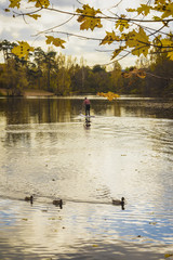 Obraz premium Autumn landscape, unrecognizable young man, surfer, pond, wildlife, ducks on the water, yellow forest leaves