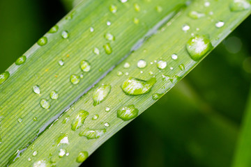 Naklejka premium close-up pf water drops on leaves