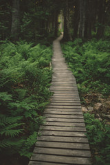 Fototapeta premium Pathway in the woods
