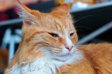 Red Cat. Beautiful domestic red cat. The cat is clean healthy groomed.