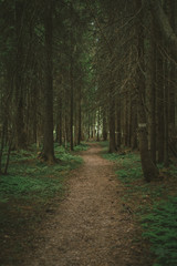 Pathway in the woods