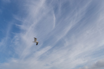 Möwe am Himmel
