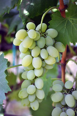 Cluster grapes with berries