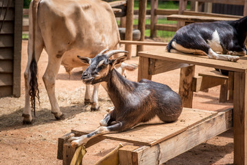 Goats at the Farm 