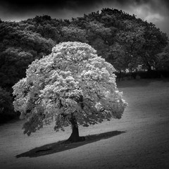 Majestic White Oak