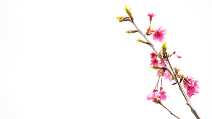 Naklejka na ściany i meble Cherry blossoms