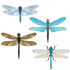 vector, isolated, insect a bright dragonfly