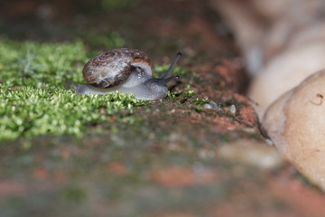 Naklejka na ściany i meble Snail animal's life eat some food on the brick in the garden