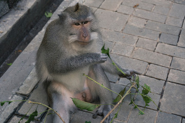 Ubud Sacred Monkey Forest