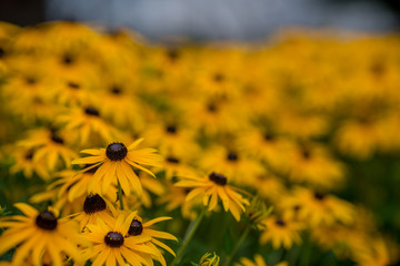 Bunch of yellow flowers on a meadow