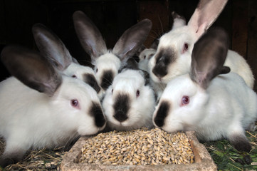 Rabbit Californian breed