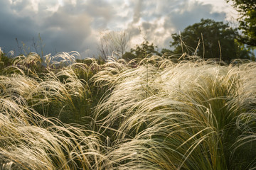 The steppe feather grass in the rays of the soltzna and the stormy sky.
