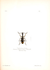 Illustration of insects 