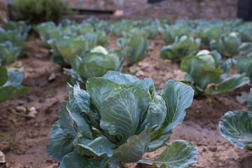 Cabbage patch