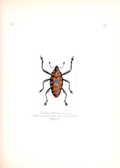 Illustration of insects 