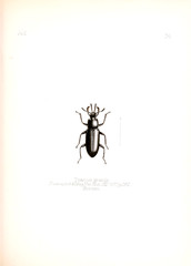 Illustration of insects 
