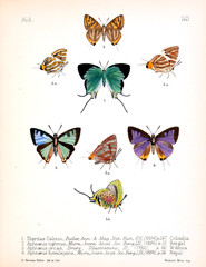 Illustration of insects  - 219128246