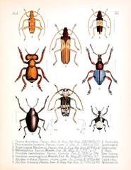 Illustration of insects 
