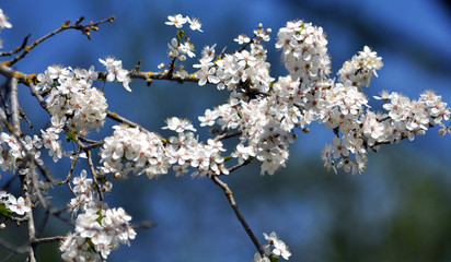 Spring flowering aliche