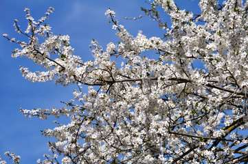 Spring flowering aliche