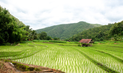 Rice fields with cottages,Thailand.