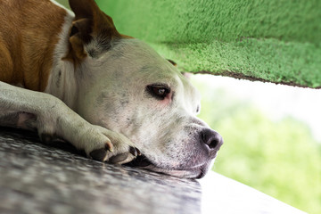 Tired dog resting on the floor 