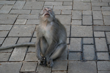 Ubud Sacred Monkey Forest
