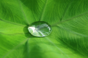 Macro shot of water droplet on the vibrant green leaf in soft sunlight 