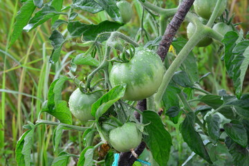 Green tomatoes in droplets of water on a garden bed