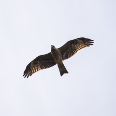 Russian soaring eagle, bottom view. The bird hunts
