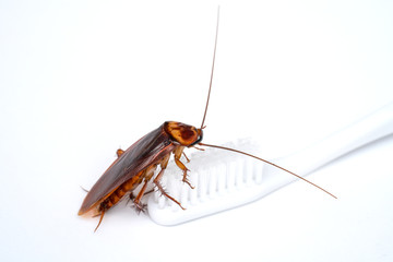 Zooming close up Cockroach  is on the toothbrush on white background.