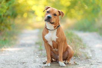 Strong and beautiful American staffordshire terrier portrait - obrazy, fototapety, plakaty