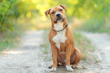 Strong and beautiful American staffordshire terrier portrait - 219130672