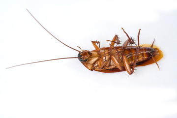 Zooming close up Cockroach on white background.
