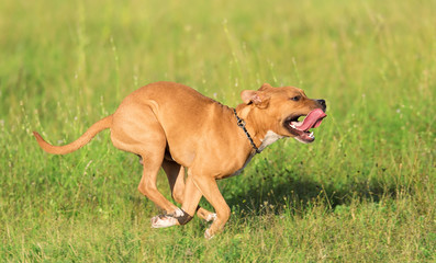 American staffordshire terrier run in the park